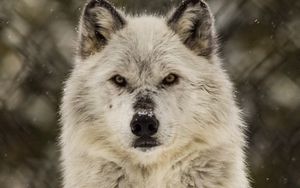 Preview wallpaper wolf, glance, predator, wildlife, snow