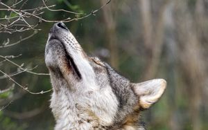 Preview wallpaper wolf, head, posture, predator, animal, wild