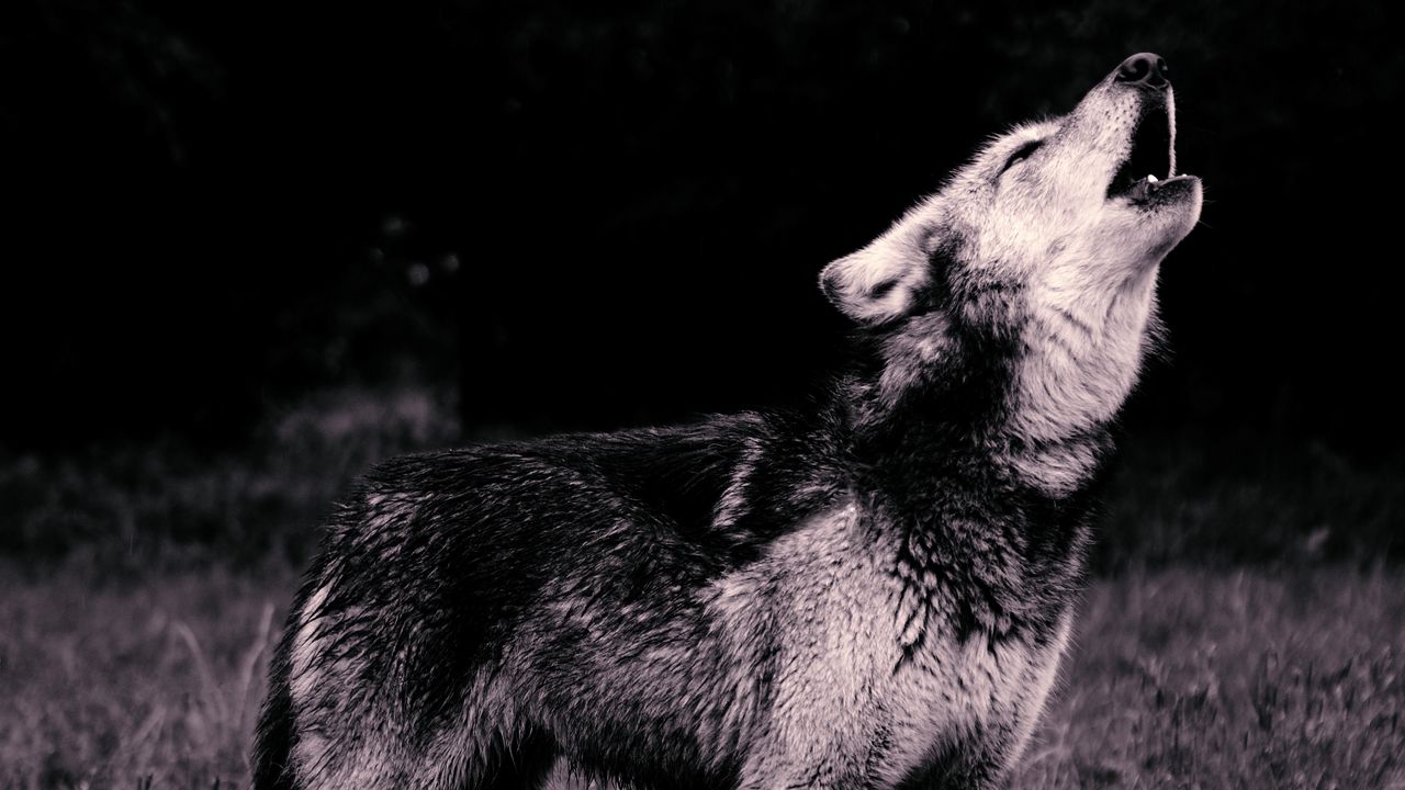 Wallpaper wolf, howl, predator, bw