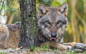 Preview wallpaper wolf, lick, predator, animal, tree