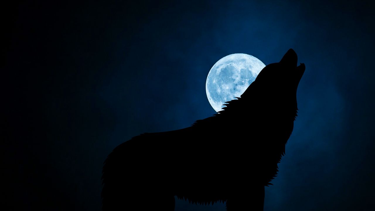 Wallpaper wolf, silhouette, moon, night